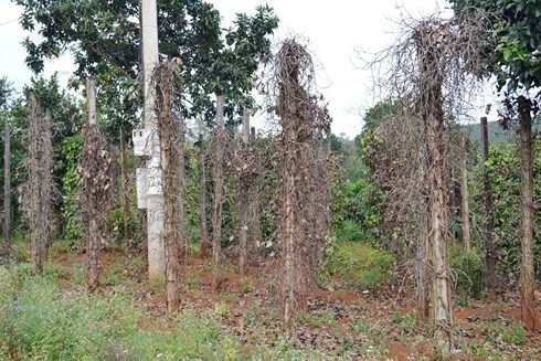 Hàng trăm ha tiêu ở Phú Yên bị bệnh chết nhanh, chết chậm