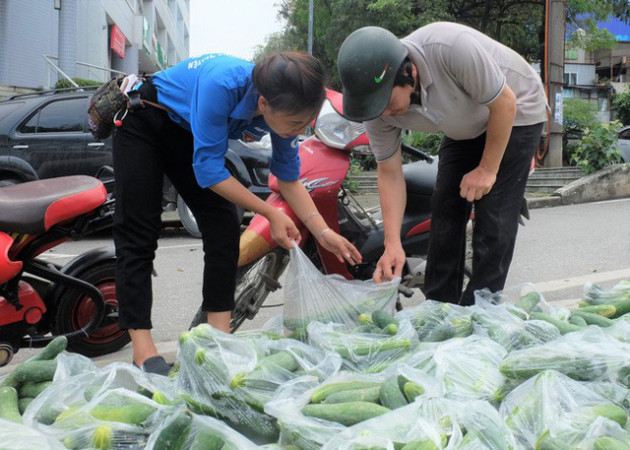 Hàng trăm kg dưa chuột đổ mồ hôi trong nắng nóng Hà Nội chờ được giải cứu - Ảnh 8.