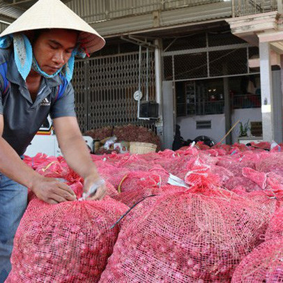 Hành tím được mùa, được giá, nông dân Ninh Thuận phấn khởi