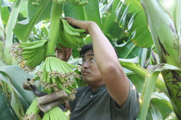 Hành trình đưa chuối Việt sang Nhật: Lần lượt giám đốc thu mua - giám đốc - chủ tịch siêu thị qua thăm nơi sản xuất, đạt 200 tiêu chuẩn mới vào được siêu thị, khi siêu thị khác muốn nhập lại kiểm nghiệm từ đầu - Ảnh 1.