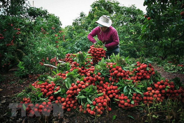 Hình ảnh vải thiều Lục Ngạn chín đỏ trong mùa thu hoạch - Ảnh 1.