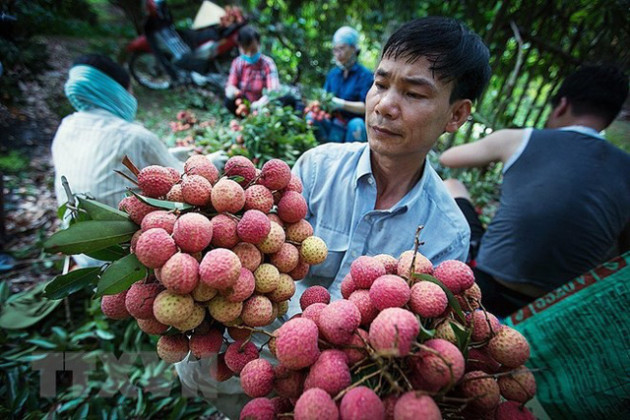 Hình ảnh vải thiều Lục Ngạn chín đỏ trong mùa thu hoạch - Ảnh 12.