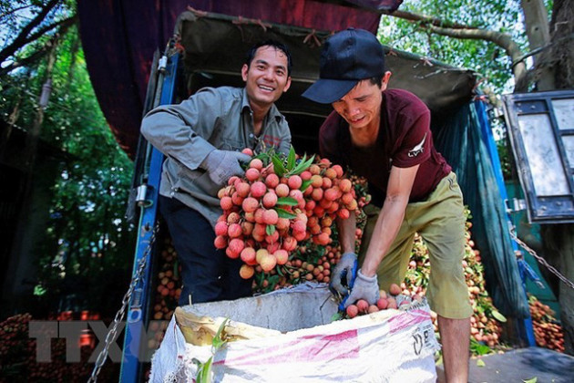 Hình ảnh vải thiều Lục Ngạn chín đỏ trong mùa thu hoạch - Ảnh 14.