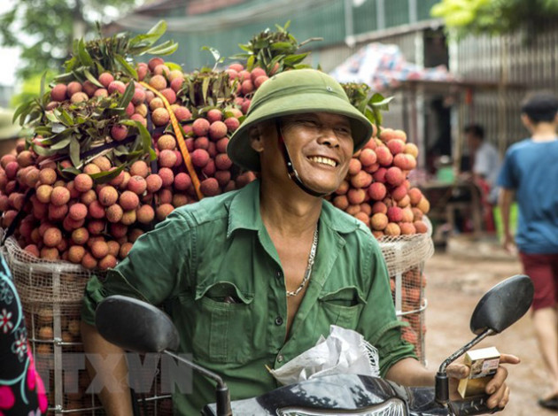 Hình ảnh vải thiều Lục Ngạn chín đỏ trong mùa thu hoạch - Ảnh 4.