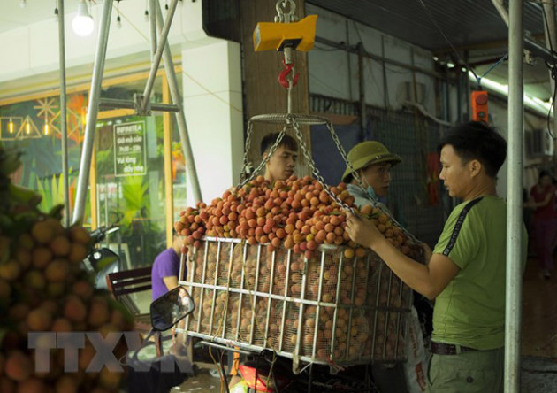 Hình ảnh vải thiều Lục Ngạn chín đỏ trong mùa thu hoạch - Ảnh 5.