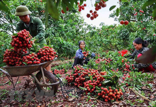 Hình ảnh vải thiều Lục Ngạn chín đỏ trong mùa thu hoạch - Ảnh 10.