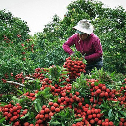 Hình ảnh vải thiều Lục Ngạn chín đỏ trong mùa thu hoạch