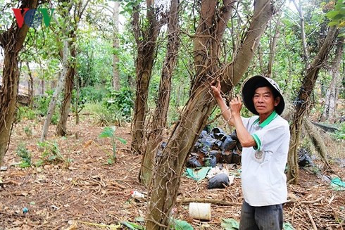 Hồ tiêu chết hàng loạt khiến nhiều hộ ở Đắk Nông nợ nần chồng chất