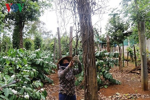 Hồ tiêu chết hàng loạt khiến nhiều hộ ở Đắk Nông nợ nần chồng chất - Ảnh 2.