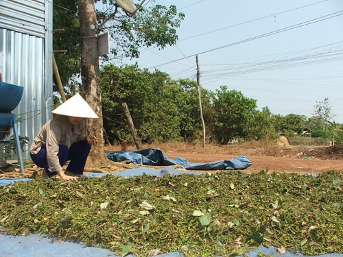 Hồ tiêu chịu áp lực giảm giá lớn