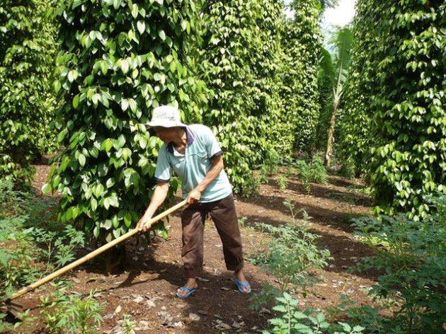 Hồ tiêu lại đối mặt với nguy cơ phải “giải cứu”