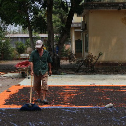 Hồ tiêu Việt Nam: Không để “con sâu làm rầu nồi canh”