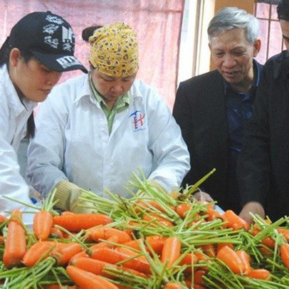 Hỗ trợ nông dân Hải Dương thoát cảnh cà rốt "được mùa mất giá"