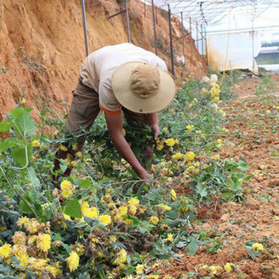 Hoa cúc nhiễm bệnh, nhà vườn Đà Lạt lao đao