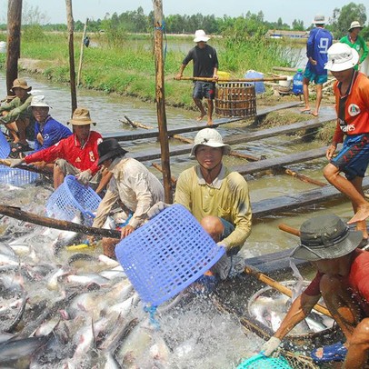 Hoa Kỳ sắp thanh tra thực tế chương trình kiểm soát cá da trơn Việt Nam