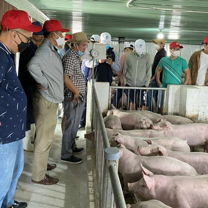 Hoàng Anh Gia Lai (HAGL) được chấp thuận đầu tư dự án chăn nuôi 108ha: Dự đưa vào hoạt động từ quý 4/2022, mục tiêu cung ứng 1 triệu con heo sang năm 2023