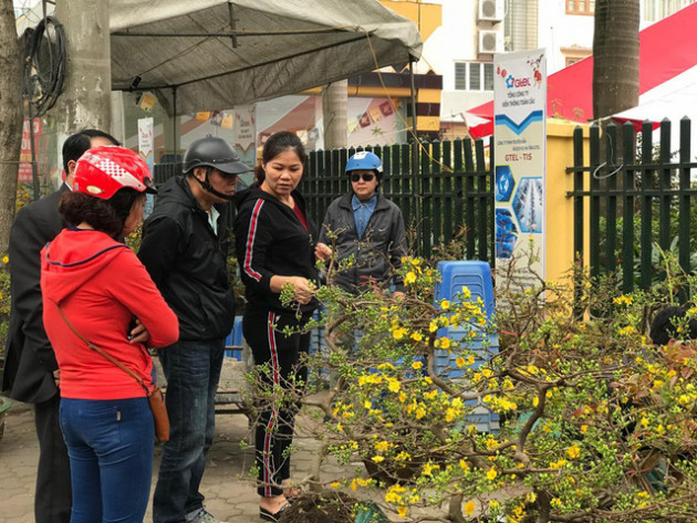 Hoàng mai thơm 120 tuổi rao giá 4 tỷ đồng, chờ đại gia rinh về chơi Tết - Ảnh 5.