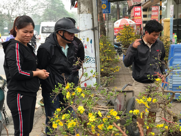 Hoàng mai thơm 120 tuổi rao giá 4 tỷ đồng, chờ đại gia rinh về chơi Tết - Ảnh 6.