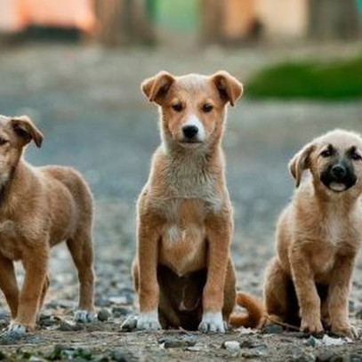 Hội An là thành phố đầu tiên ở Việt Nam "nói không" với tiêu thụ thịt chó, mèo