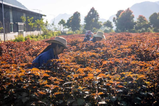 Hồi sinh lại rừng vàng - Ảnh 1.