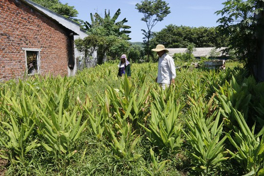 Hơn 100 tấn nghệ của nông dân Quảng Nam cần "giải cứu"