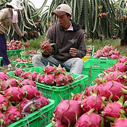 Hủy thu mua hàng trăm container thanh long vì dịch virus corona