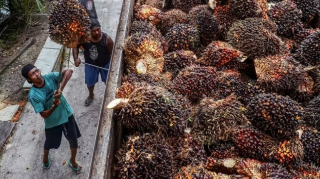 Indonesia cấm xuất khẩu dầu cọ: Cuộc chiến bảo hộ đã bắt đầu? - Ảnh 1.