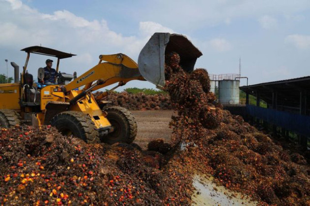 Indonesia, Malaysia có thể ngừng xuất khẩu dầu cọ sang châu Âu