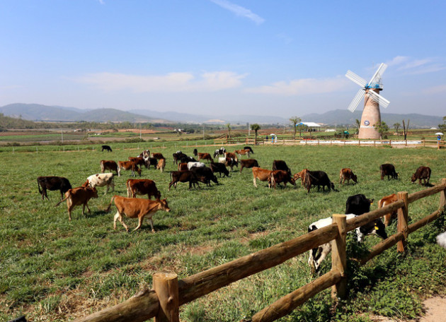 Khám phá trang trại Vinamilk Organic chuẩn châu Âu trên cao nguyên Đà Lạt - Ảnh 4.