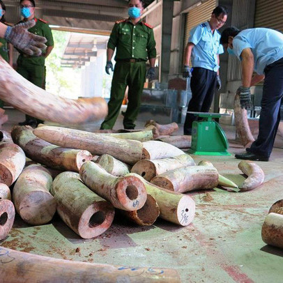 Khẩn trương điều tra mở rộng vụ án vận chuyển trái phép ngà voi từ nước ngoài vào Việt Nam