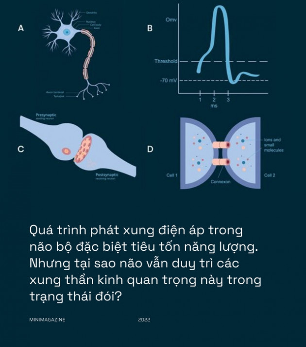 Khi bạn đói, não bộ có thể bật chế độ tiết kiệm pin và giảm độ phân giải thị giác của bạn xuống - Ảnh 7.