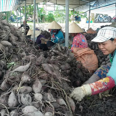 Khoai lang rớt giá, Vĩnh Long “cầu cứu” Trung ương