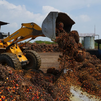 Không chỉ dỡ lệnh cấm, Indonesia còn miễn thuế xuất khẩu dầu cọ để đẩy hàng tồn