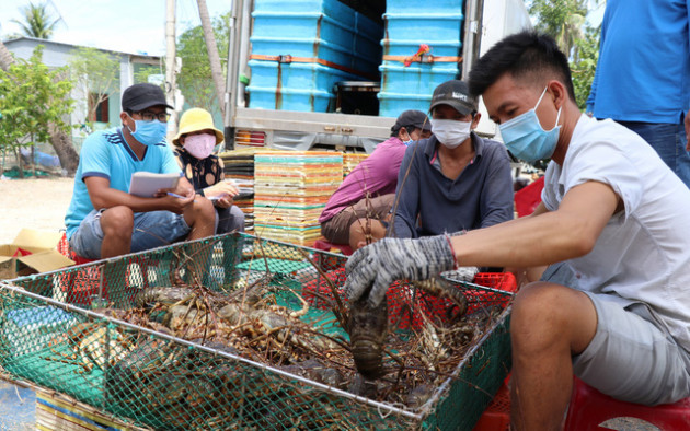 Không có chuyện tôm hùm giá 199.000 đồng/kg