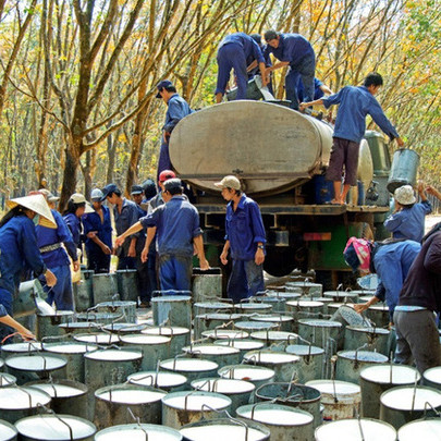 Không còn khoản đền bù đất, Cao su Phước Hòa (PHR) đặt kế hoạch lợi nhuận công ty mẹ quý 3 vỏn vẹn 10 tỷ đồng