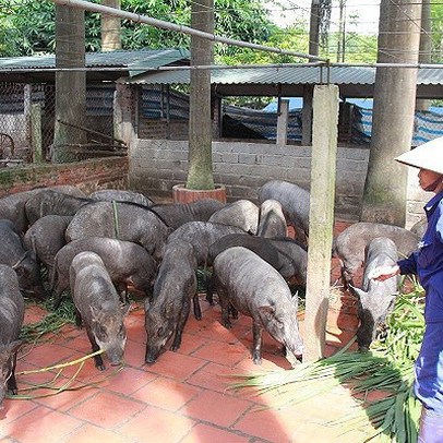 Không được nuôi thỏ, heo... bằng cà rốt, bèo tây, bẹ chuối?