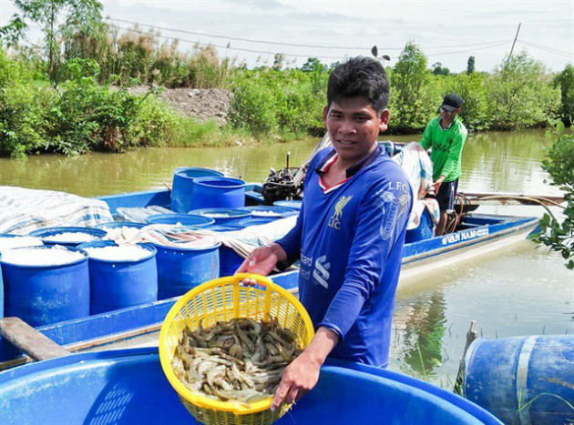 Không quá bi quan về giá tôm