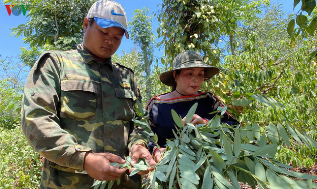 Kiếm tiền triệu mỗi ngày nhờ đặc sản “tôm rừng” Tây Nguyên - Ảnh 1.