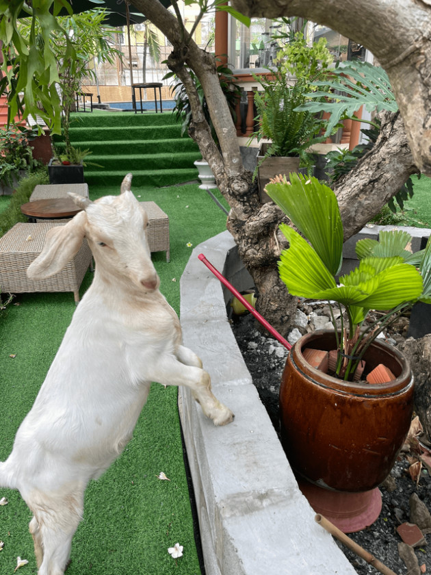 Koolbeans café nông trại bình yên hương vị Úc giữa lòng Thảo Điền - Ảnh 1.