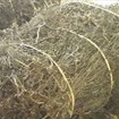 Ký Nghị định thư xuất khẩu thạch đen của Việt Nam sang Trung Quốc