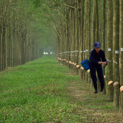 Kỳ vọng thoái vốn Nam Tân Uyên, cổ phiếu cao su Phước Hòa (PHR) tăng “phi mã” trong những tháng đầu năm