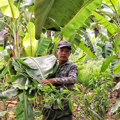 Lá chuối thay nilon, người dân kiếm bạc triệu từ nghề chặt lá chuối