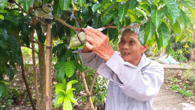 Lạ lùng vú sữa màu vàng óng, cho trái quanh năm - Ảnh 6.