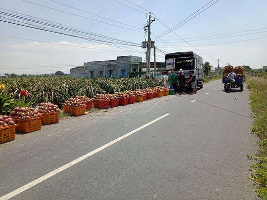 Lại kêu gọi giải cứu thanh long - Ảnh 1.