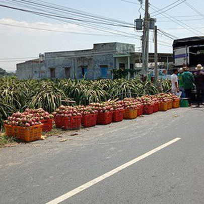 Lại kêu gọi "giải cứu thanh long"