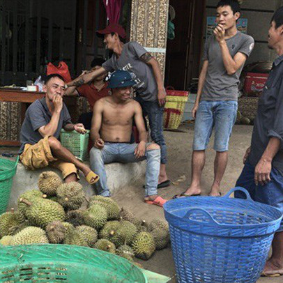 Lâm Đồng thông tin chính thức về 'cơn sốt' hạt sầu riêng