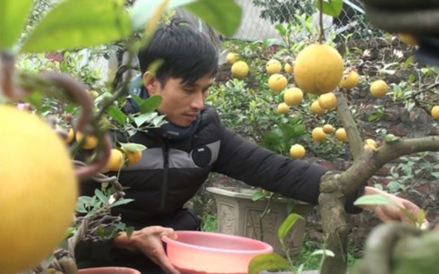 Làm giàu từ chanh tứ quý bonsai - Ảnh 3.