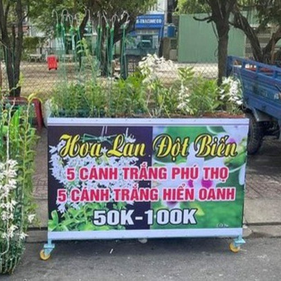 Lan đột biến rớt khốc liệt từ tiền tỉ xuống vài chục ngàn vẫn không ai mua