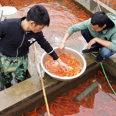 Làng nghề cá chép đỏ Thủy Trầm