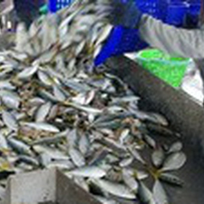 Lào cấm nhập khẩu hải sản từ Thái Lan